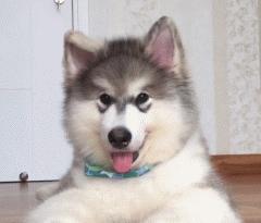 可爱可奶呆萌的小奶狗,可爱呆萌小奶狗