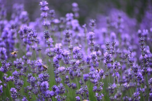 西餐香草大全及用途视频,好吃的西餐料理有哪些