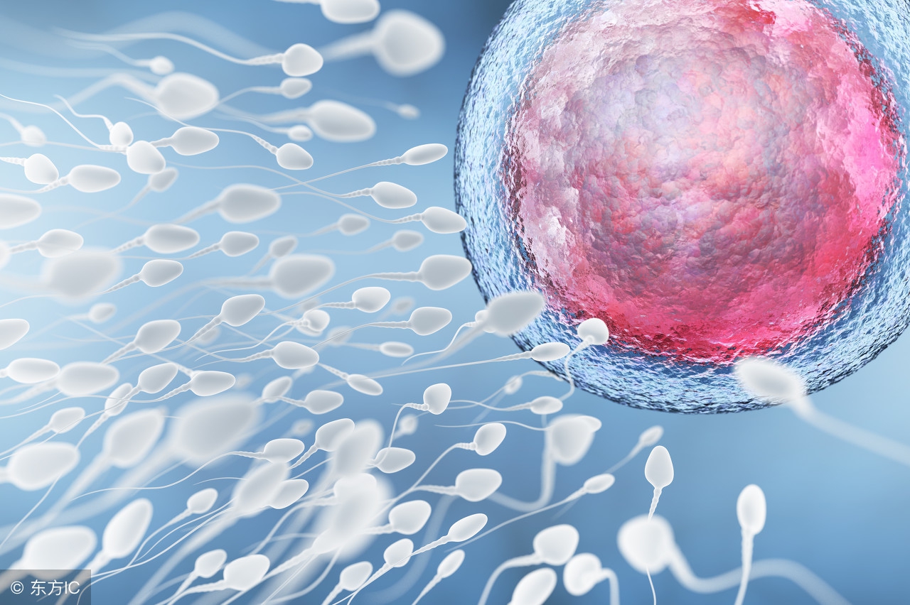 男人精液多,等于播种能力强?男人不懂,看一下不吃亏