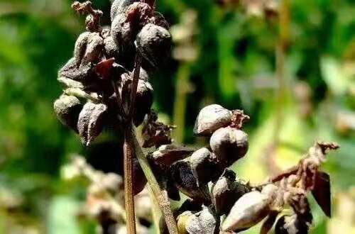 周仕兵:匠心酿出时光佳酿醉美人生