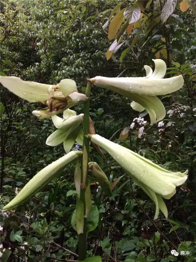 云南腾冲景区图片,云南腾冲山清水秀好风光