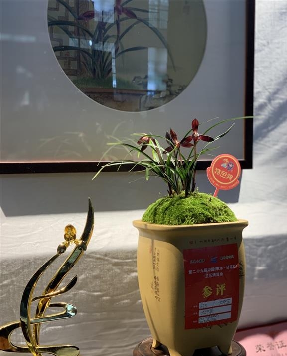 贵州桐梓县春兰,桐梓县产出的最美的兰花