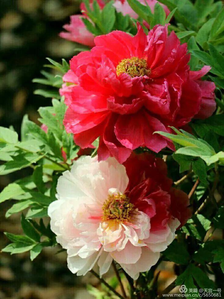 古今贤文牡丹赋,历代牡丹诗赋