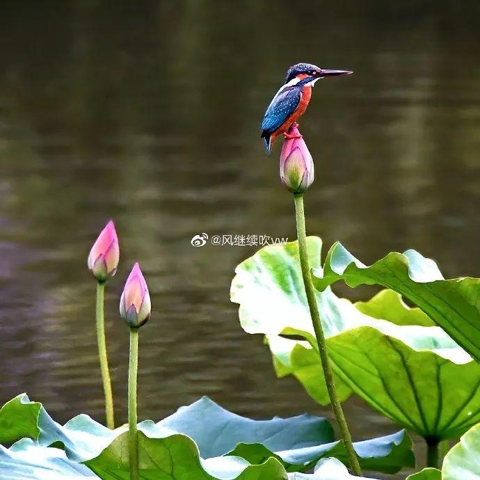 广州有荷花的地方,广州周边的荷花景点推荐