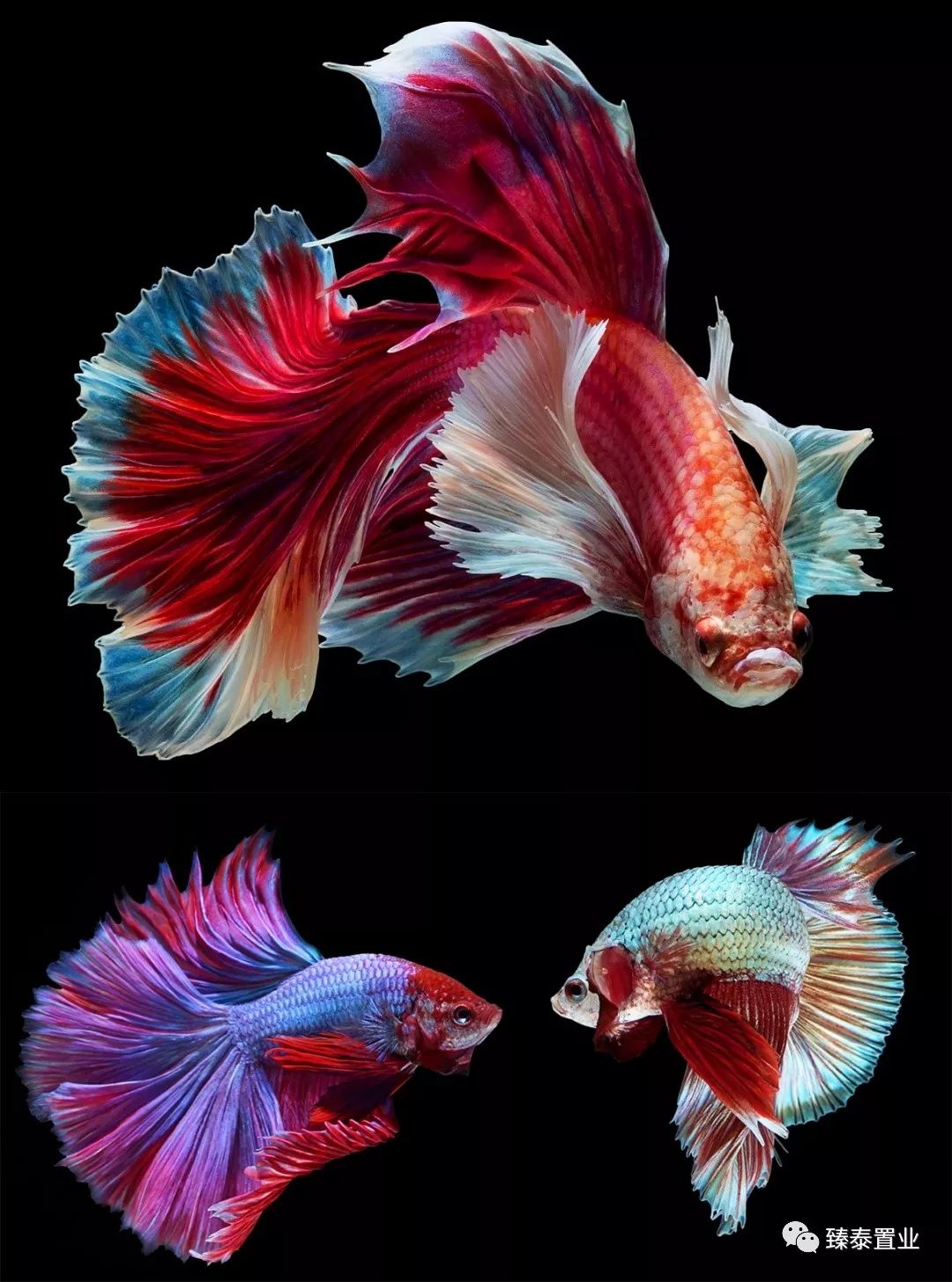 暹罗斗鱼——色与美的战舞