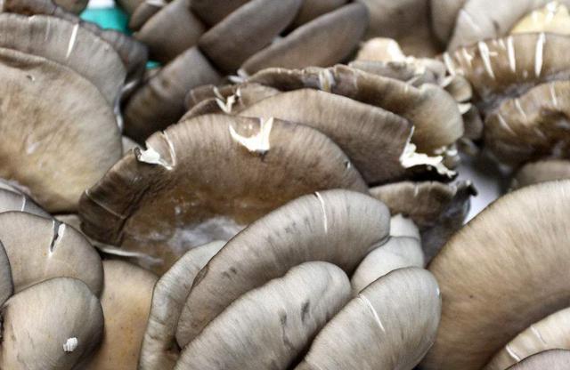 平菇头茬菇畸形是什么原因,平菇畸形的原因