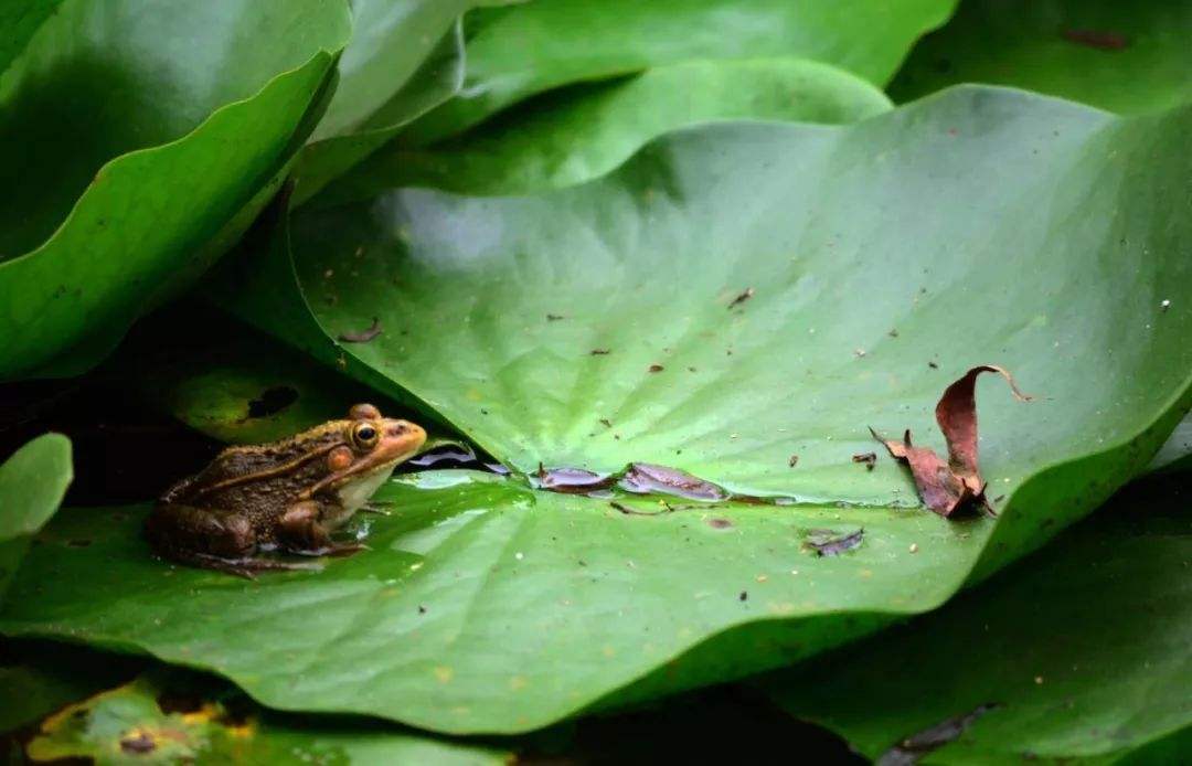 癞蛤蟆身体里的毒液是有毒的,癞蛤蟆的毒液对人体有没有伤害