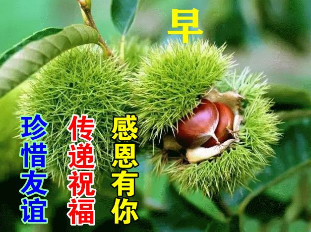 早安正能量句子带图片大雪,大雪天早安语图片