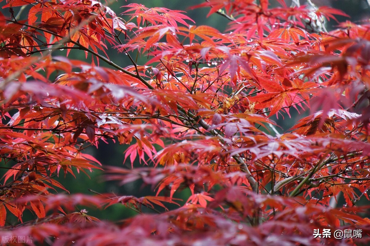 世说新语·咏雪译文,世说新语原文译文30篇