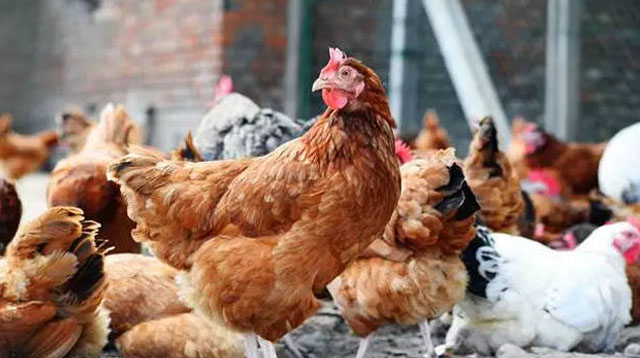 鸡肿眼睛是怎么回事用什么药,鸡眼睛肿冒泡什么病怎么治疗