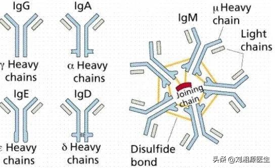 丙种球蛋白妊娠,静脉注射免疫球蛋白保胎