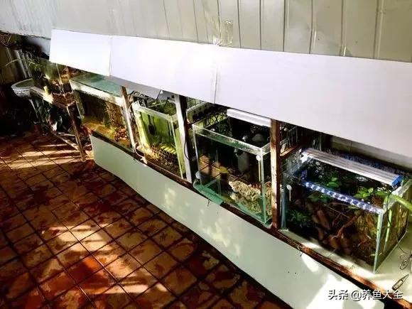 养鱼大神都养什么鱼,鱼缸养鱼都有哪些鱼