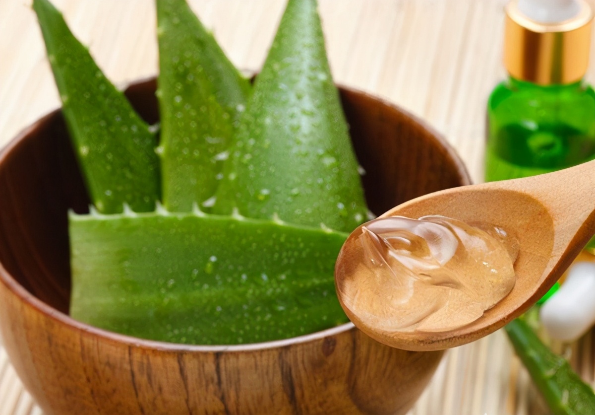 芦荟越来越干瘪如何挽救,芦荟瘪了咋办