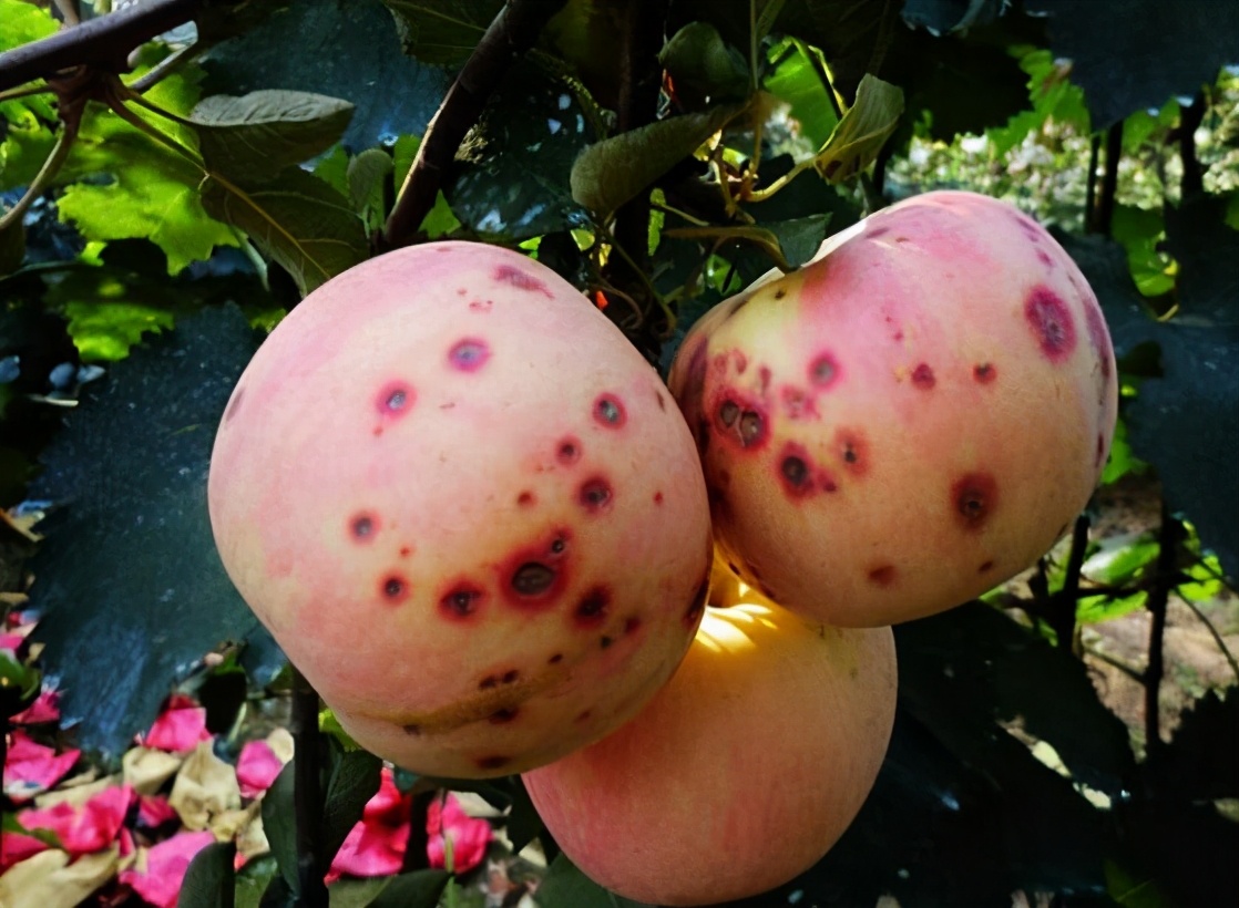 苹果苦痘病防治,苹果苦痘病症状及发生原因