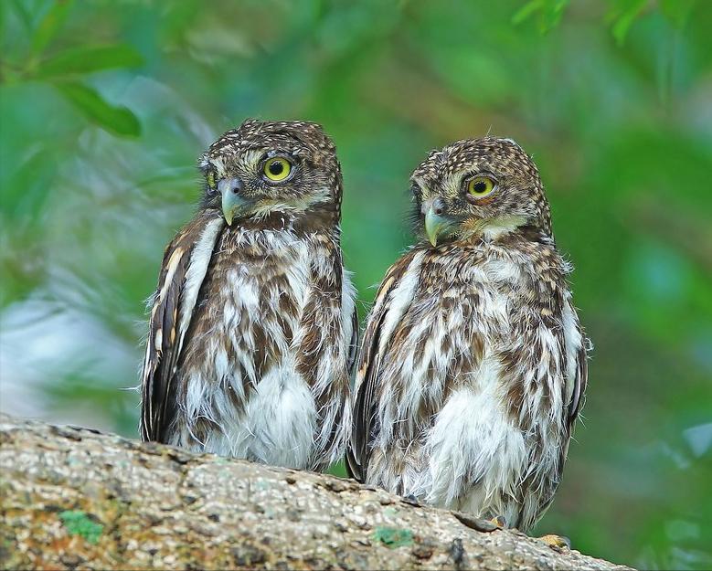 东江揽胜:收集常见鸟类图谱之猛禽篇,摄鸟人自留地,建议收藏