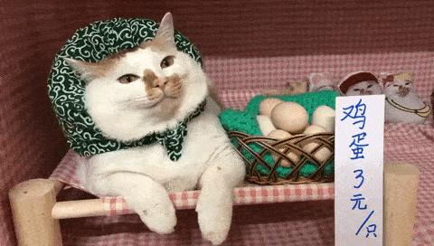 可可爱爱的猫狗,可可爱爱的流浪猫咪