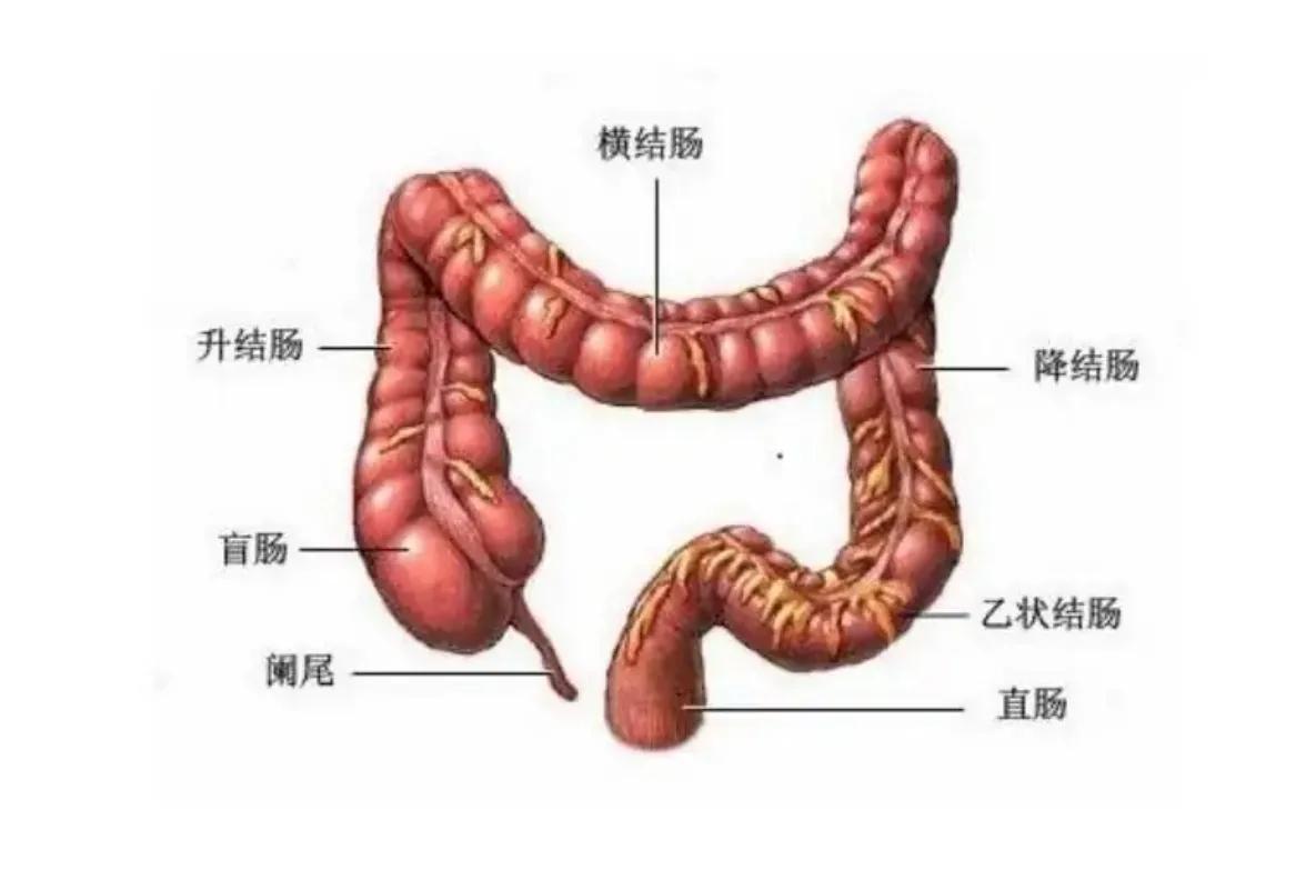 肠炎治疗有什么好方法,治疗急慢性肠炎的药有哪些