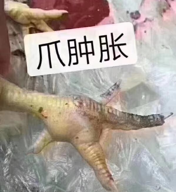 鸡葡萄球菌病治疗用药方案,鸡葡萄球菌病的病型有哪些