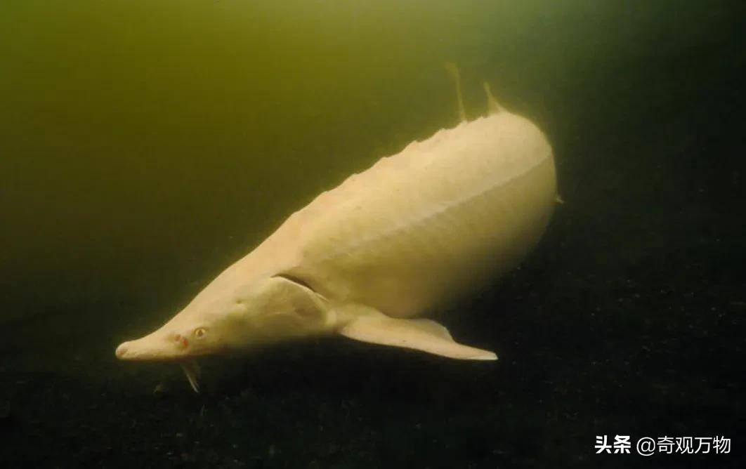 白化鲟鱼鱼子酱多少一条,鲟鱼鱼子酱值多少钱