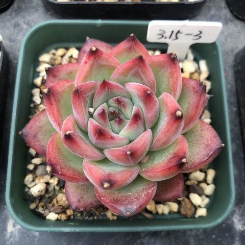 多肉蒂亚火焰好养吗,多肉阳台党如何出状态