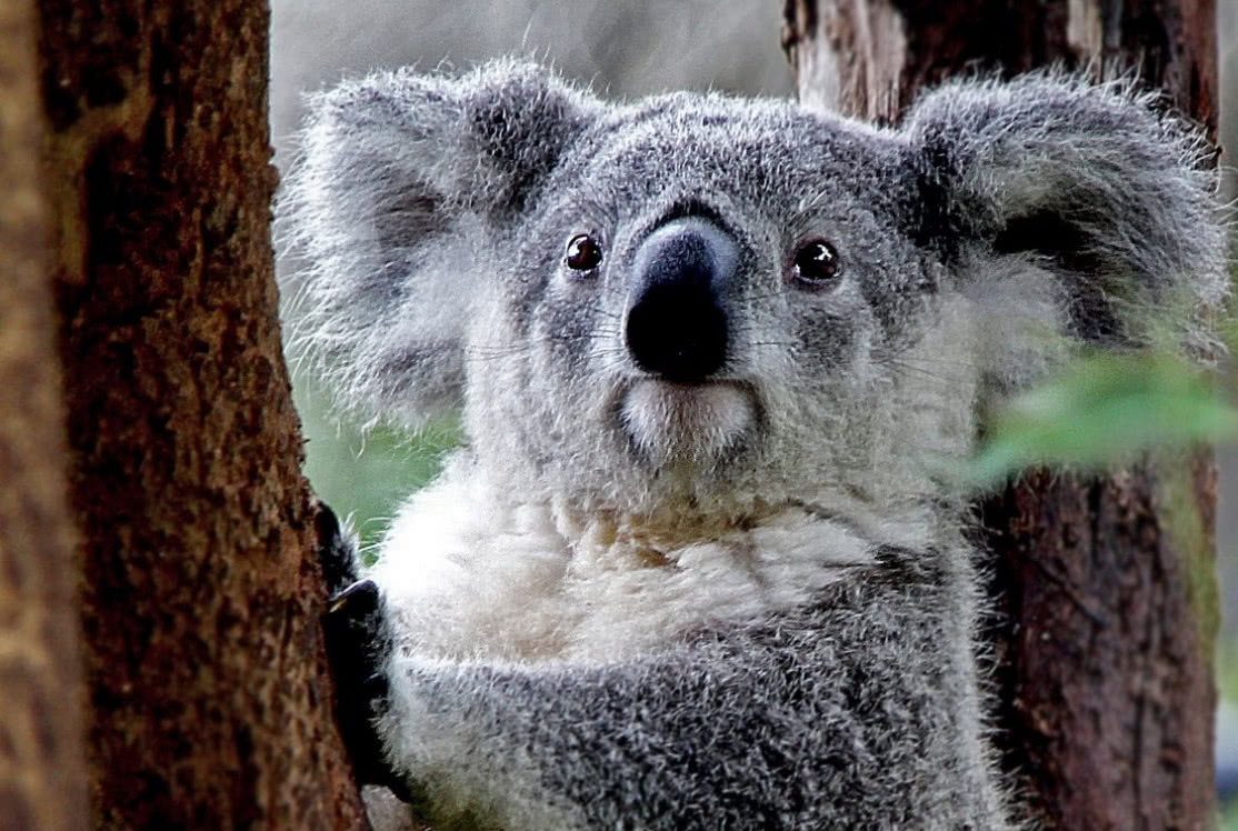 考拉灭绝袋鼠泛滥,关于考拉面临灭绝原因的问题
