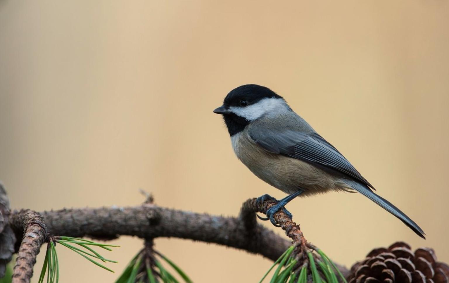 盘点奇葩美国车牌号,美国车牌为什么那么多图案