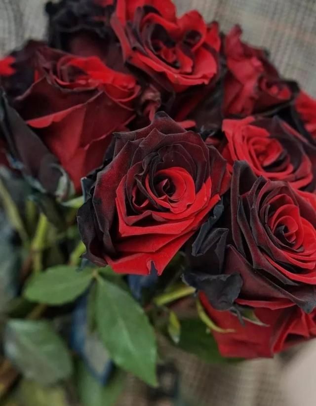 不同玫瑰的颜色代表的花语,不同颜色的玫瑰代表的花语是什么