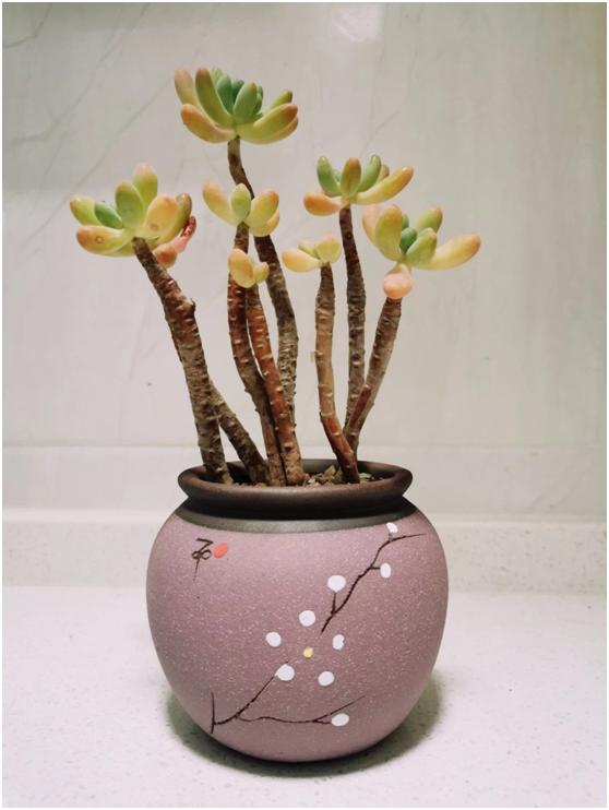 多肉虐我千百遍，我待多肉如初恋