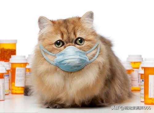 猫咪生病的12种表现铲屎官必知,猫咪怎么样是感冒了