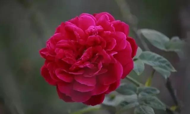 玫瑰有几种品种图片及名称,玫瑰品种分类名称及图片介绍