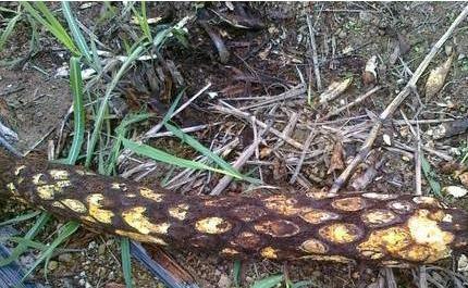 开山捡回一根“蛇纹木”，埋到老家菜地中，一查才知是珍贵龙骨风