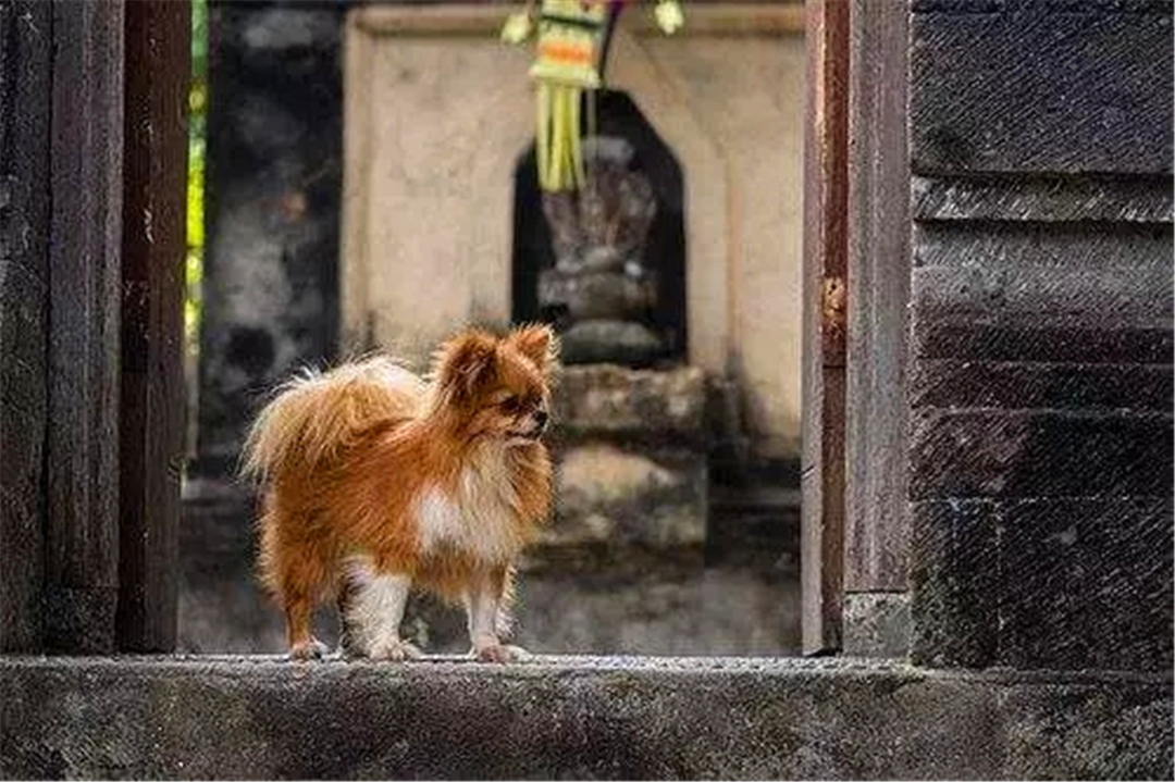 狗狗误舔了除菌液,狗狗不小心舔到84消毒液
