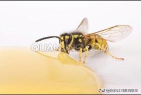 蚊虫叮咬过敏症用什么最有效,蚊虫叮咬过敏如何彻底解决