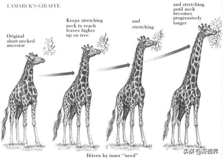 人类进化论为什么有20万年空白,人类进化史出现了20万年的断层