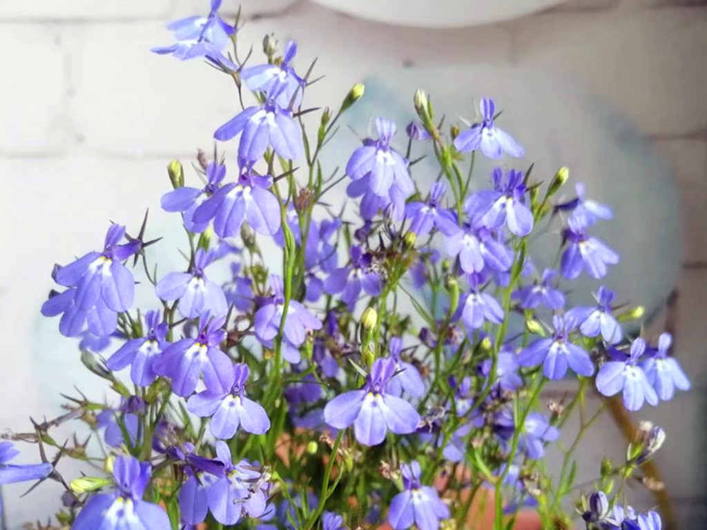 怕高温的六倍利夏季如何开爆盆？创造合适条件，从夏开到秋不难