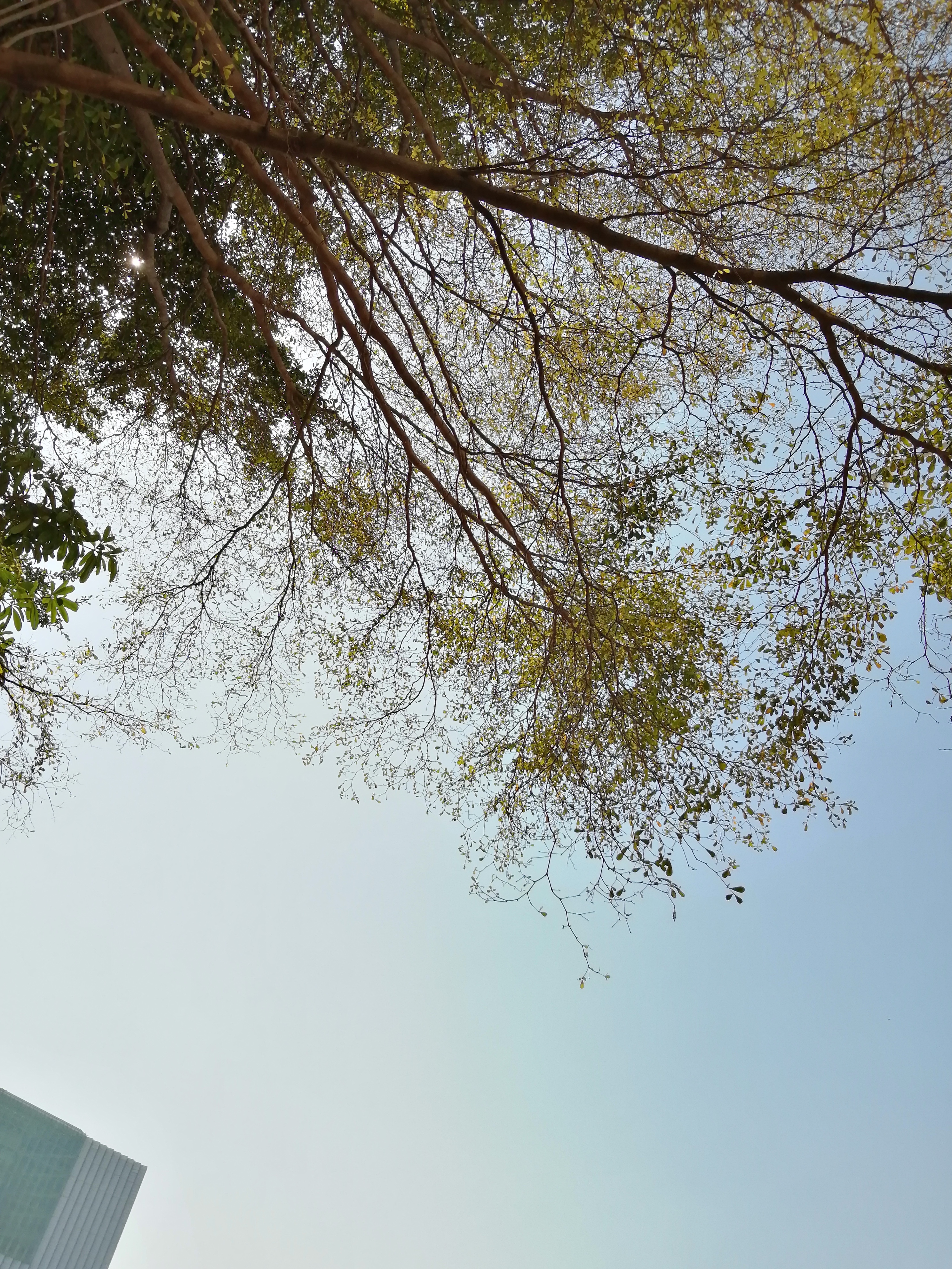 广州海心沙亚运公园广州塔格桑花,游广州海心沙公园