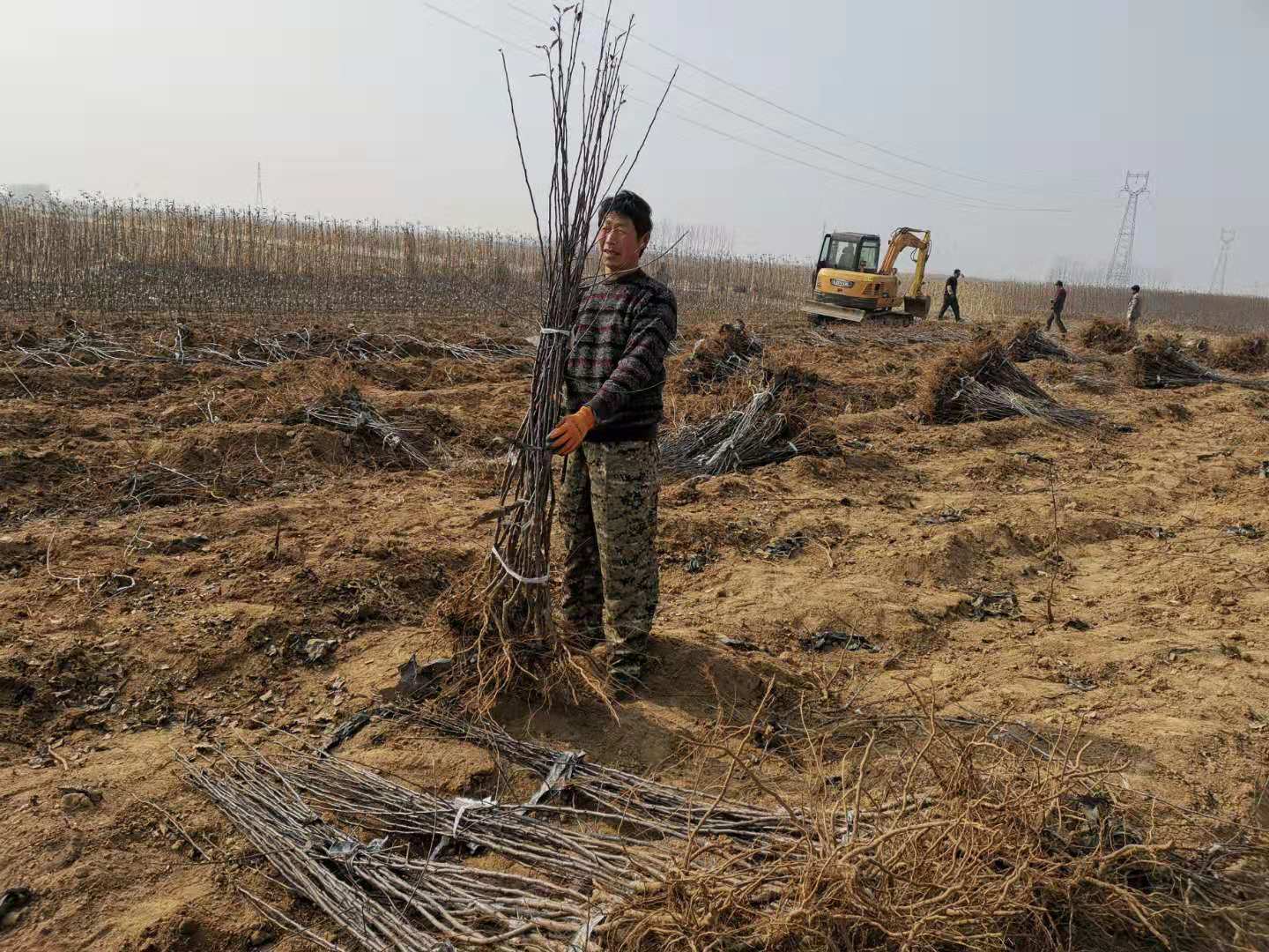 当年挂果山东烟台红富士苹果树苗,红富士苹果树苗芽变新品种介绍