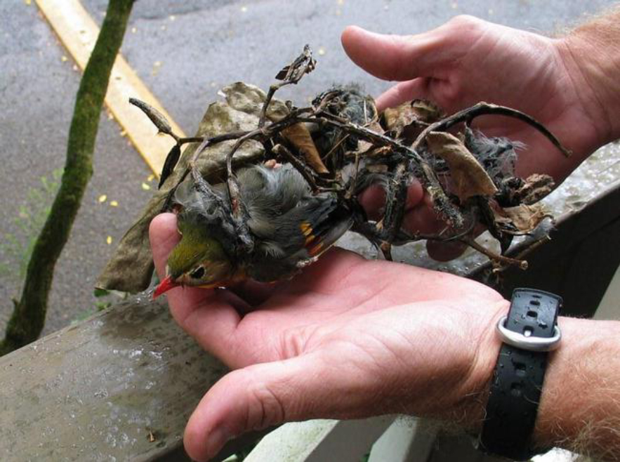 捕鸟树“杀鸟为乐”,忘记传播种子,被进化带偏的物种有多可怕?