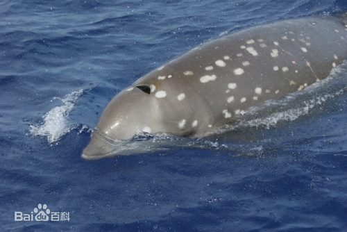 史上最全海洋知识,海洋知识科普海洋之最