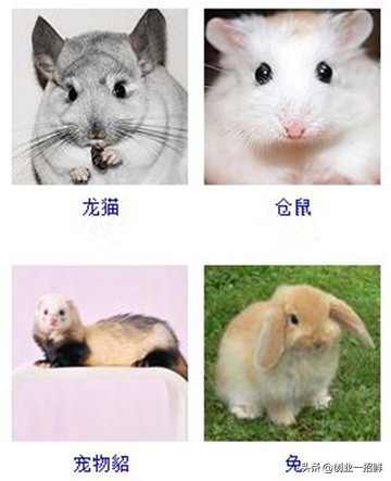 关于宠物的创业项目有哪些呢,十大冷门创业项目宠物