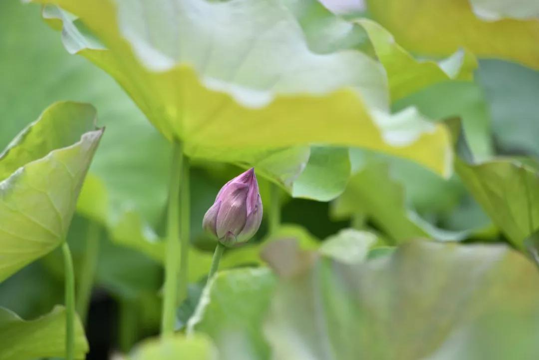 杭州第一波荷花美图大放送！赏荷佳期竟是早上6-8点，哪里最好拍？最新赏荷地图收好