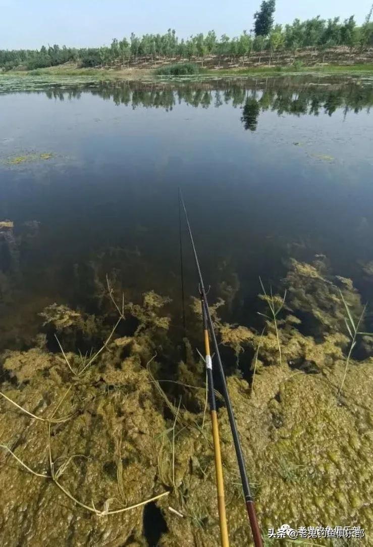 山东钓鱼老三样,山东玉带湖钓鱼