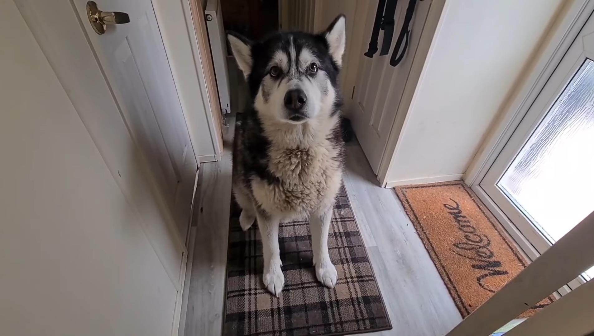 过年狗狗害怕鞭炮,为什么狗狗害怕鞭炮声