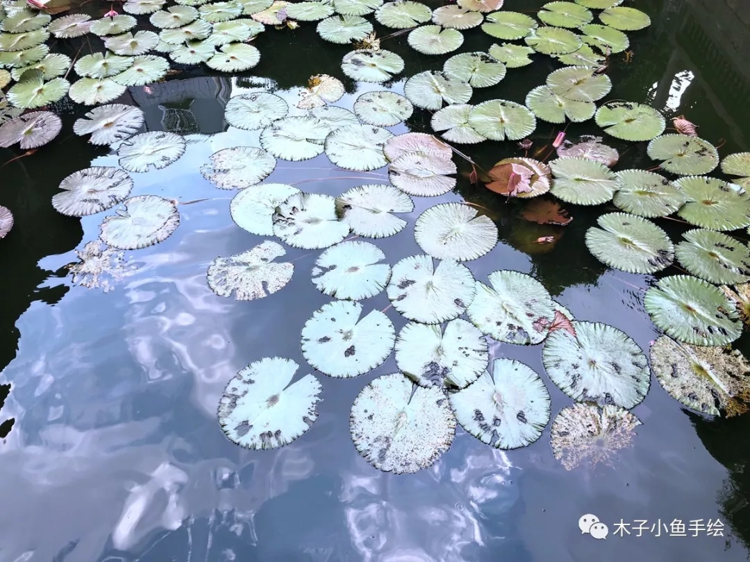 广东四大名园余荫山房窗户,余荫山房和广东四大名园