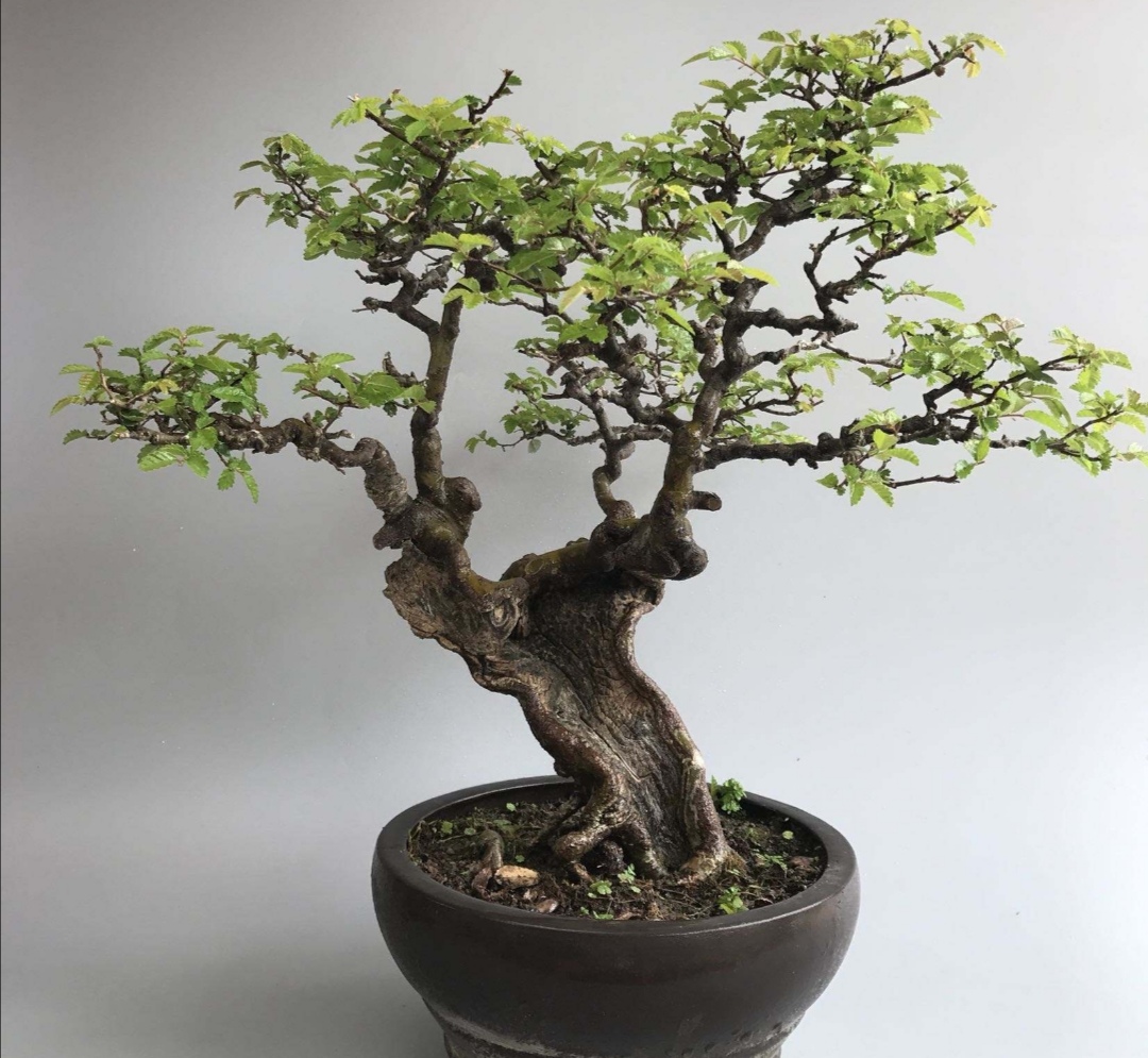 什么的树木适合做盆景,适合制作盆景有什么树种