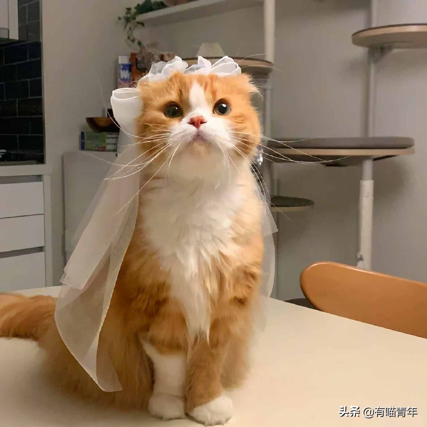 千万别惹俄罗斯猫，真实吓尿了