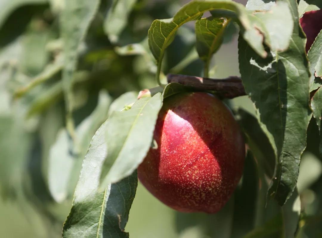 红红油桃挂枝头，这个五月“桃”你欢心