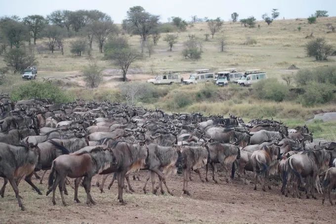 坦桑尼亚之旅,坦桑尼亚东非草原