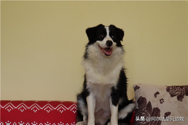 想养狗狗但爸妈不让养怎么办,家里养狗的有孩子最好还是不要养