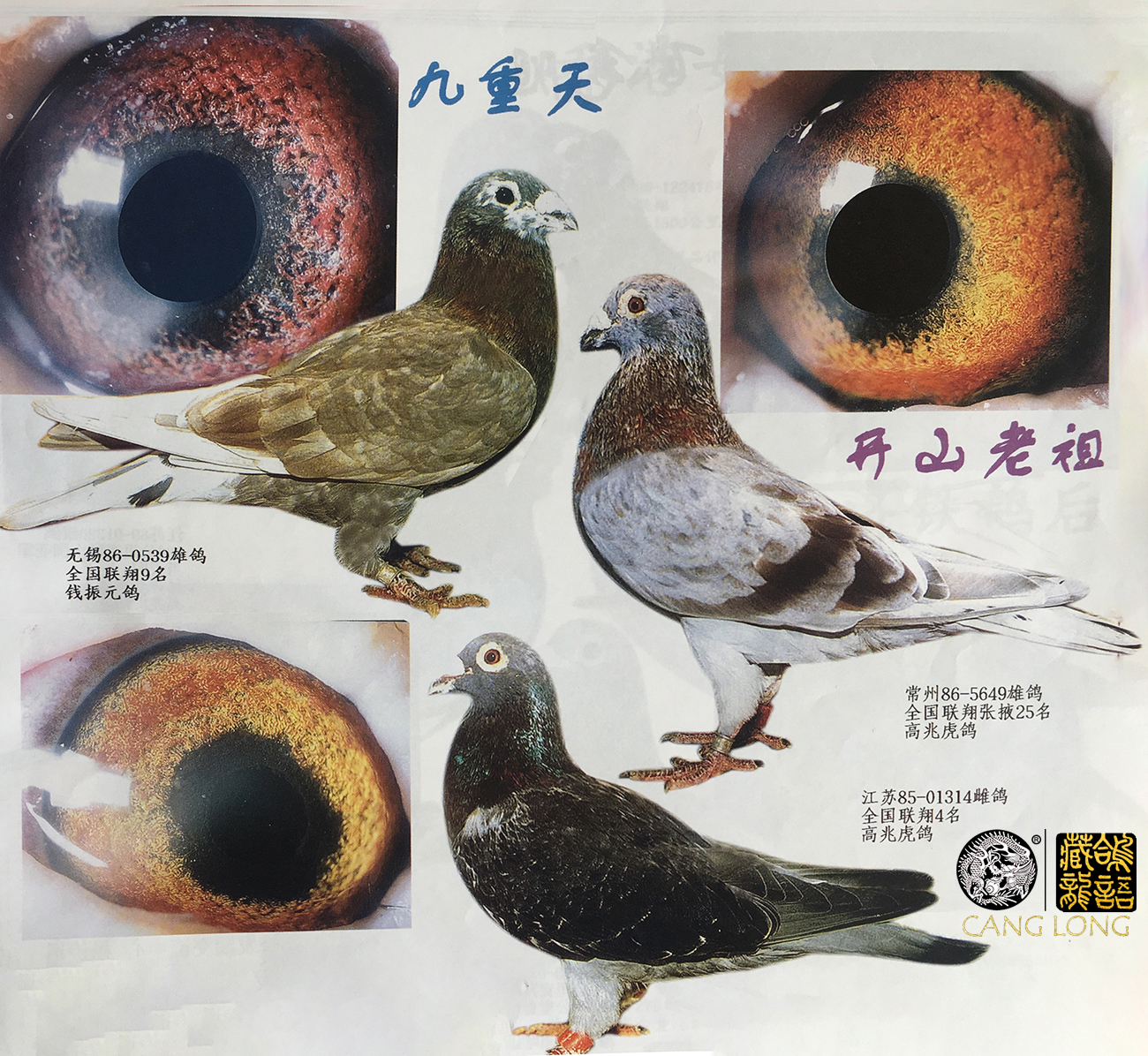 赛鸽幼鸽训练方法,幼鸽1-30天成长集锦